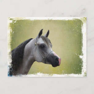 Arabian Horse Grunge Vykort