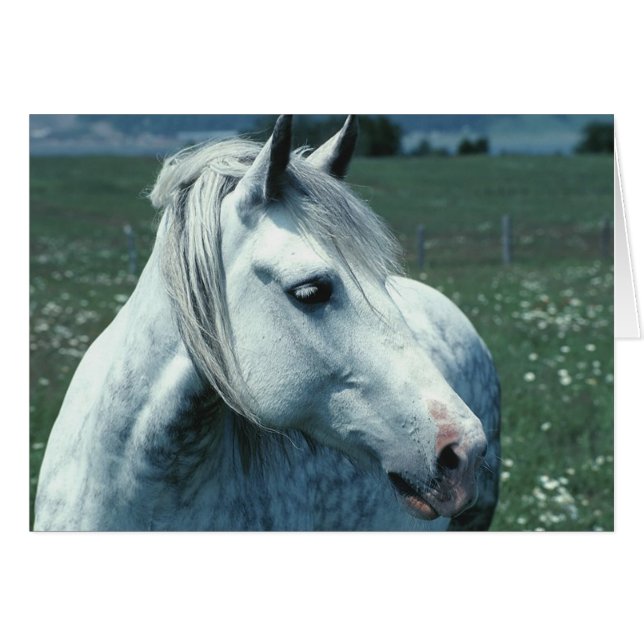 Arabian Horse Hälsningskort (Framsidan Horizontal)