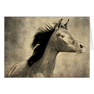 Arabian Horse Hälsningskort