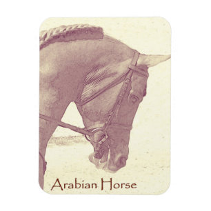 Arabian Horse magnet