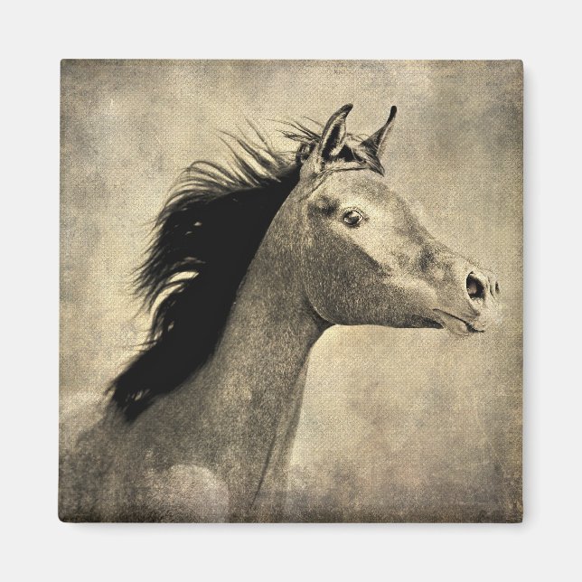 Arabian Horse Magnet (Framsidan)