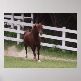 Arabian Horse Poster
