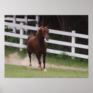 Arabian Horse Poster