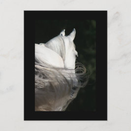 Arabian Horse Slick Vykort