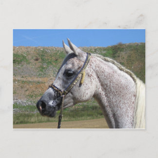Arabian Horse Vykort