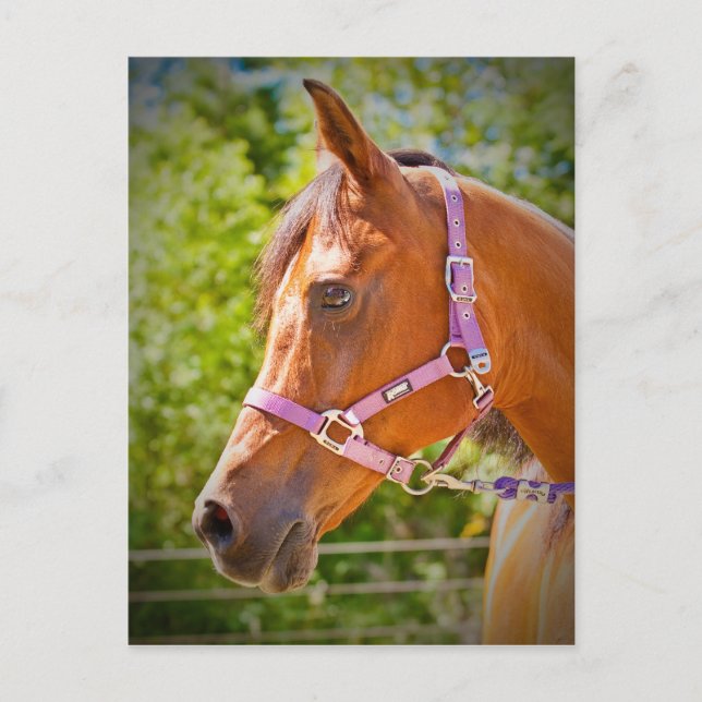 Arabian Horse Vykort (Framsida)