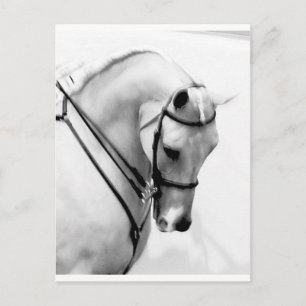 Arabian Horse Vykort