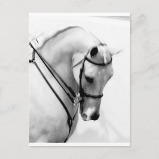 Arabian Horse Vykort