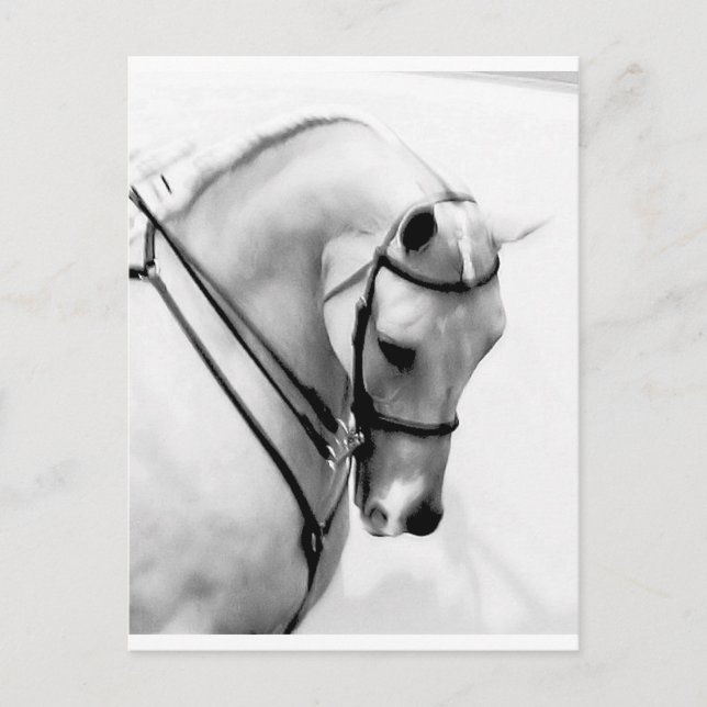 Arabian Horse Vykort (Framsida)