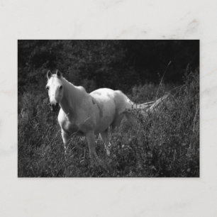 Arabian Horse Vykort