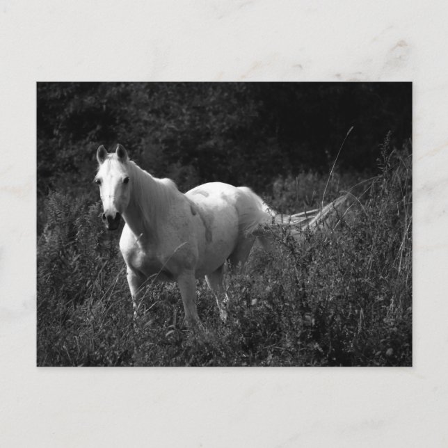 Arabian Horse Vykort (Framsida)