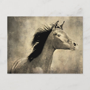 Arabian Horse Vykort