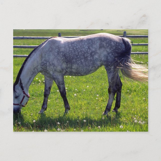 Arabian Horse Vykort (Framsida)