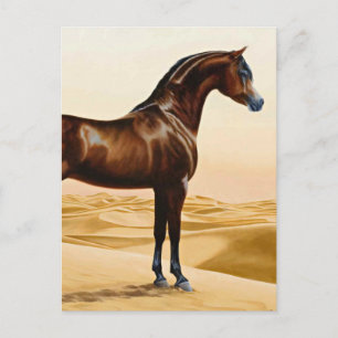 Arabian Horse - William Barraud Vykort