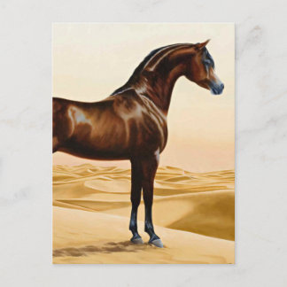 Arabian Horse - William Barraud Vykort