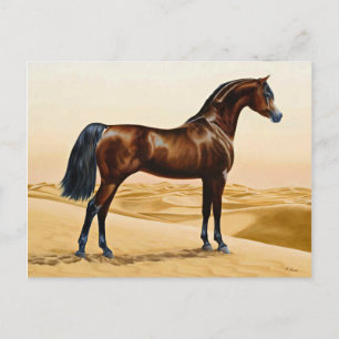 Arabian Horse - William Barraud Vykort