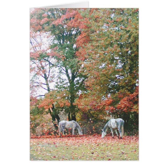 Arabian Horses Chas & Chiaro OBS Kort (Framsidan)