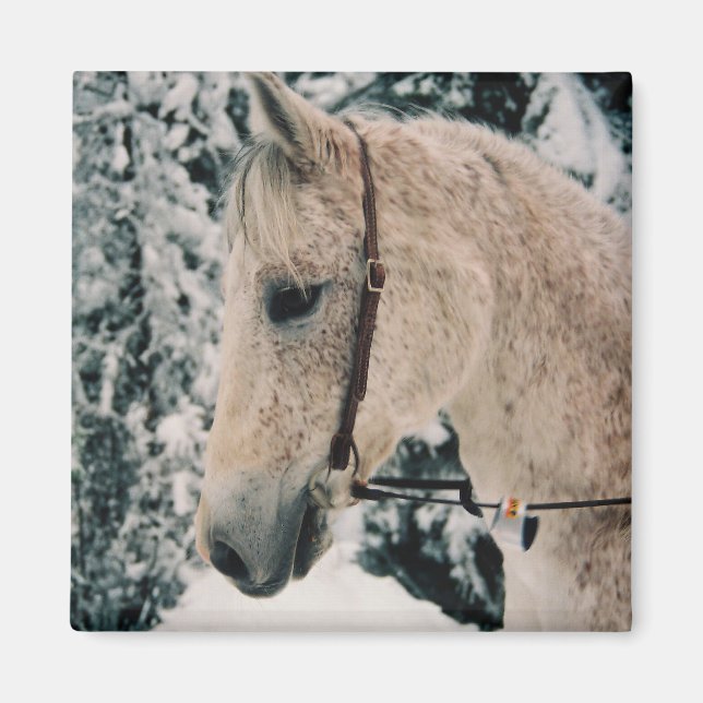 Arabian Mix Magnet (Framsidan)