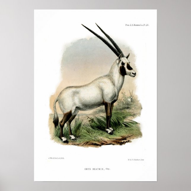 Arabian Oryx Poster (Framsidan)