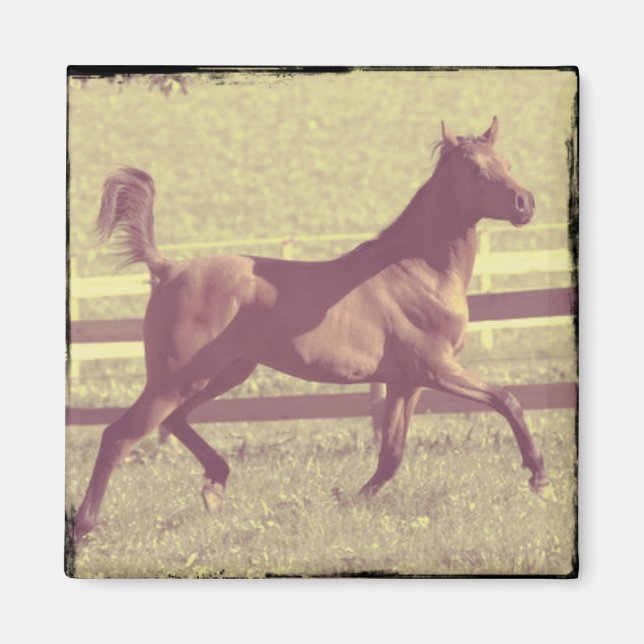 Arabian Trot Magnet (Framsidan)