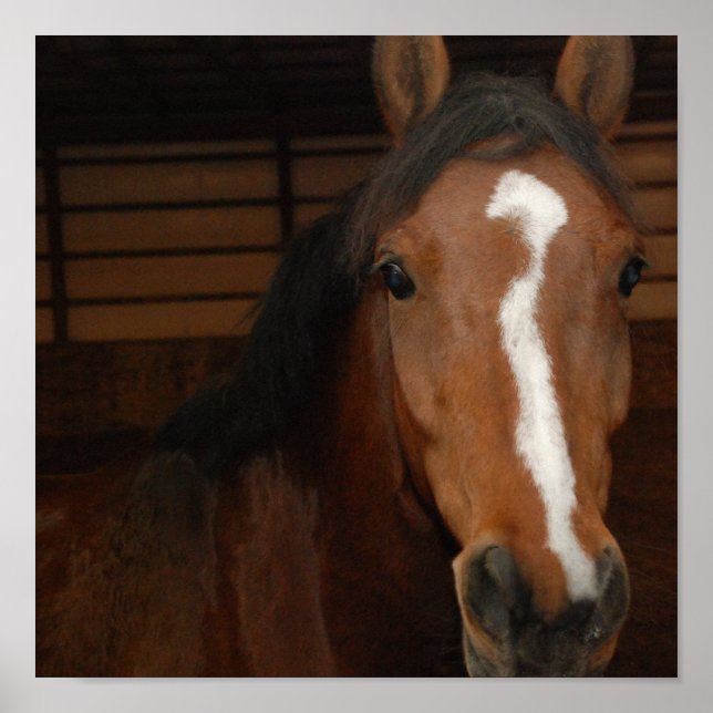 Arabiansk Horse Print Poster (Framsidan)