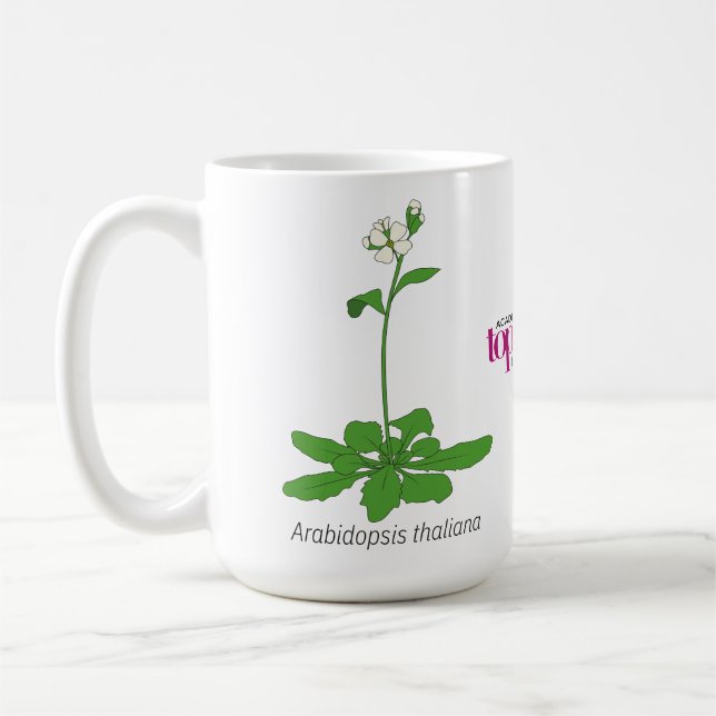 Arabidopsis mugg (Vänster)