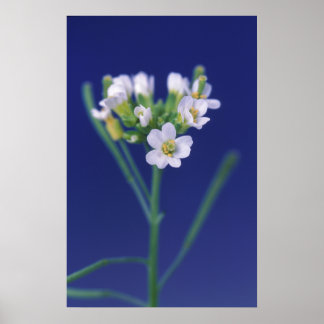 Arabidopsis Thaliana Flower Poster