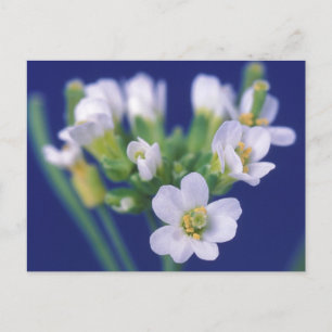 Arabidopsis Thaliana Flower Vykort