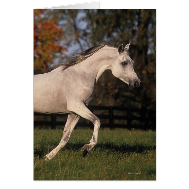 Arabisk häst: Höst 2 Hälsningskort (Framsidan)