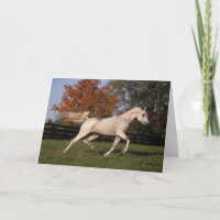 Arabisk häst: Höst 2