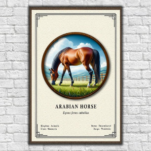 Arabisk häst Zoologi Serie Poster