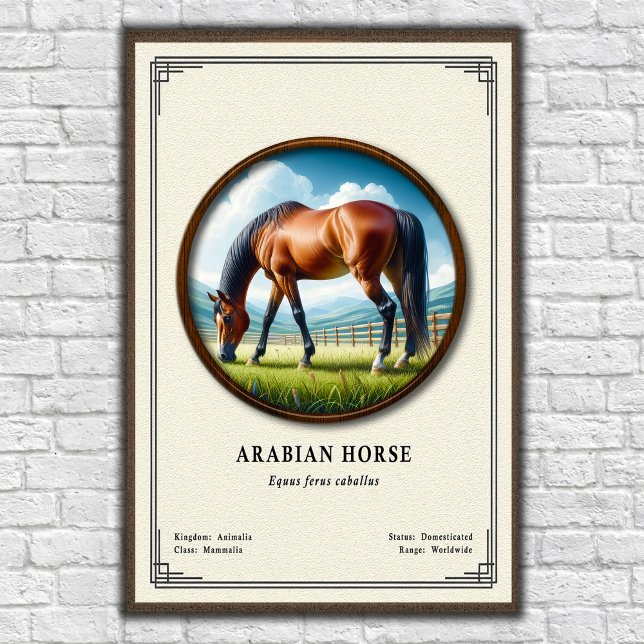 Arabisk häst Zoologi Serie Poster (Skapare uppladdad)