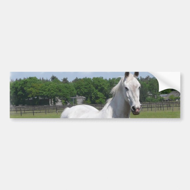 Arabisk hästbildekal bildekal (Framsidan)
