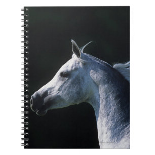 Arabisk hästHeadshot 2 Anteckningsbok