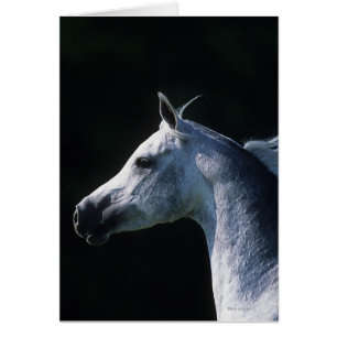 Arabisk hästHeadshot 2 Hälsningskort