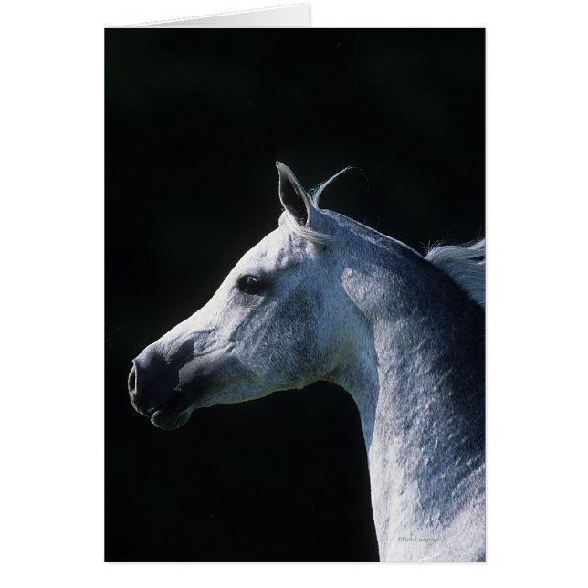 Arabisk hästHeadshot 2 Hälsningskort (Framsidan)