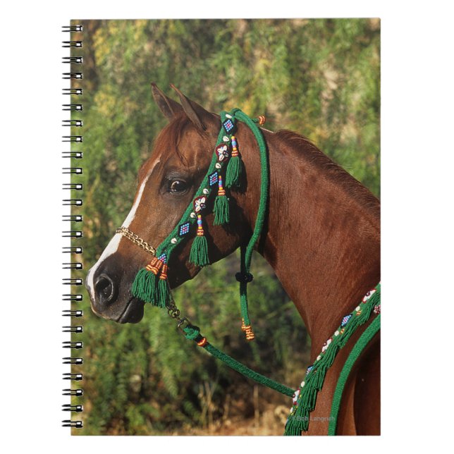 Arabisk hästHeadshot med tygeln Anteckningsbok Med Spiral (Framsidan)