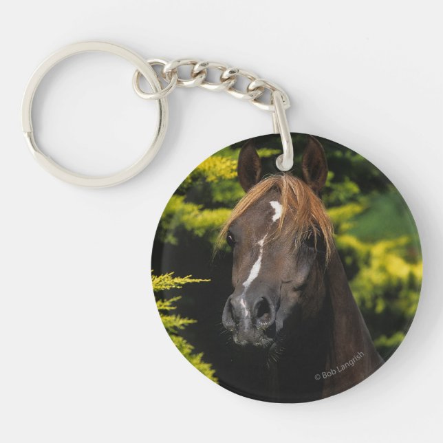 Arabisk hingst (Framsidan)