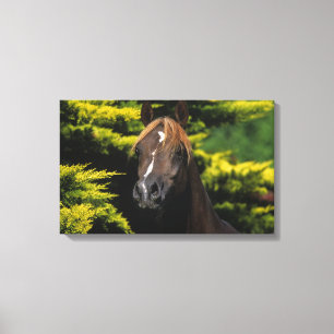 Arabisk hingst canvastryck