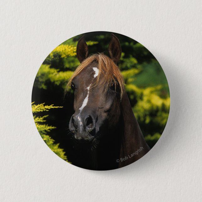 Arabisk hingst knapp (Framsida)