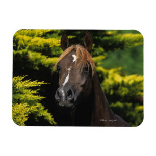 Arabisk hingst magnet