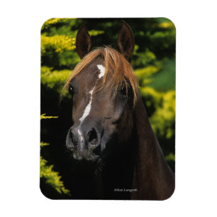 Arabisk hingst magnet