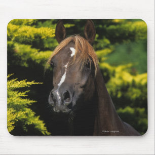 Arabisk hingst musmatta