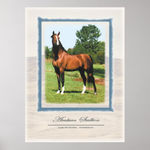 Arabisk hingst poster