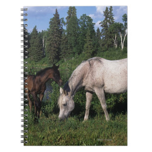 Arabisk Mare & föl 2 Anteckningsbok Med Spiral