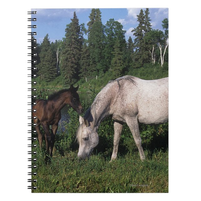 Arabisk Mare & föl 2 Anteckningsbok Med Spiral (Framsidan)