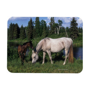 Arabisk Mare & föl 2 Magnet