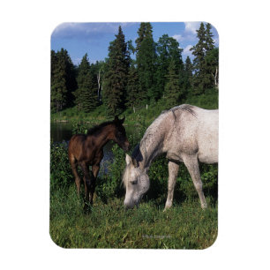 Arabisk Mare & föl 2 Magnet