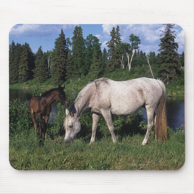 Arabisk Mare & föl 2 Musmatta (Framsidan)