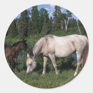 Arabisk Mare & föl 2 Runt Klistermärke